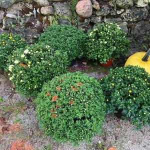 Meet your Posher, Colleen